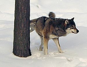 Archivo:Lobo marcando su territorio-2