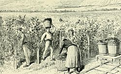 Archivo:Los viñedos de Macul-Melton Prior (cropped)