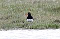 Magellanic Oystercatcher (Haematopus leucopodus) (15771645658)