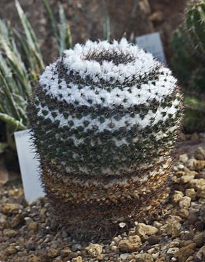 Archivo:Mammillaria chionocephala, Jardín Botánico de Múnich, Alemania, 2013-01-27, DD 01