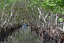 Archivo:Mangroves in Roatán Honduras
