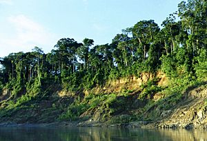Archivo:Manu riverbank