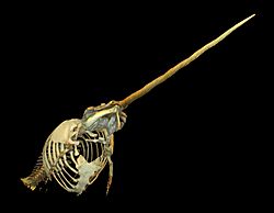 Archivo:Monodon monoceros (skeleton) at Göteborgs Naturhistoriska Museum 2316