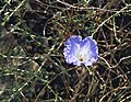 Nolana rostrata (8719335822)