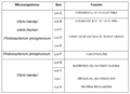 OPERON LUX