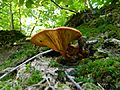 Omphalotus olearius - listast himenofor