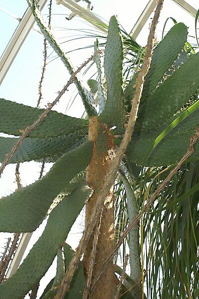 Opuntia nashii 1zz