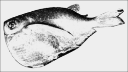 PSM V68 D526 Gasteropelecus stellatus an extremely swell characin.png
