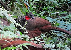 Penelope perspicax Pava caucana Cauca Guan (10726666385).jpg