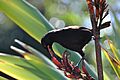 Philesturnus rufusater - Adam Mark Lenny 01