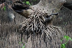 Archivo:Pneumatophore overkill - grey mangrove