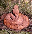 Porthidium nasutum banino