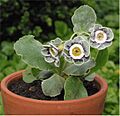 Primula auricula Aurikel closeup