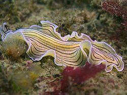 Prostheceraeus vittatus - 01.jpg