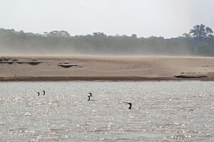 Archivo:Río Mamoré III, Bolivia