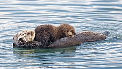 Archivo:Sea otter nursing02