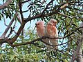 Shattuck 67983, Eyre Bird Observatory, Cocklebiddy, Western Australia (51255215605)