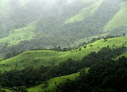 Shola Grasslands and forests in the Kudremukh National Park, Western Ghats, Karnataka.jpg