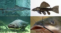 Siluriformes montage.jpg
