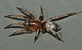 Silvery Vagabond Spider Anzacia gemmea