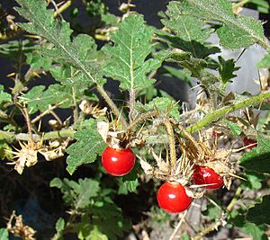 Archivo:Solanum sisymbriifolium (8690740021)