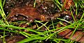 Sphagnum Frog - Philoria sphagnicolus