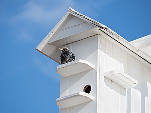 Archivo:Starling at a birdhouse (92030)
