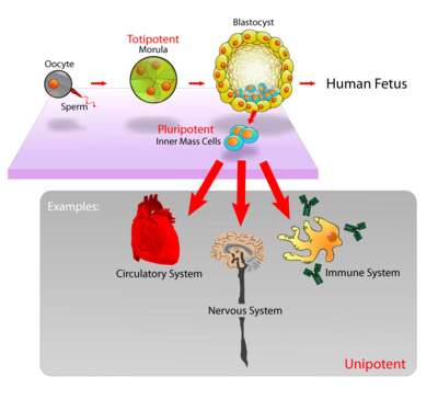 Archivo:Stem cells diagram