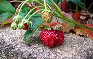 Archivo:Strawberry closeup
