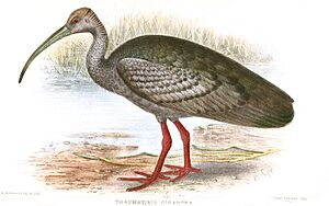 Archivo:ThaumantibisGiganteaGronvold