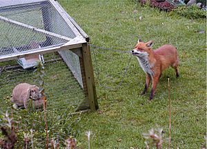Archivo:Urban fox and rabbit