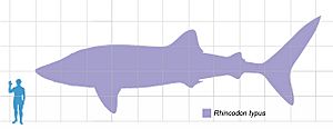 Archivo:Whaleshark scale