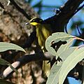 Yellowtuftedhoneyeater