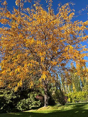 Archivo:Árbol del alto valle Neuquino