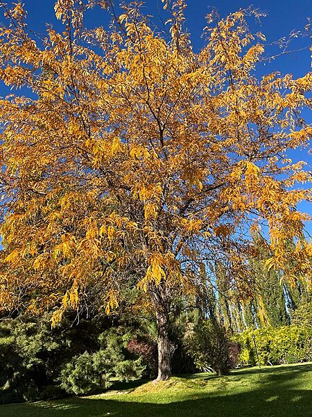 Árbol del alto valle Neuquino