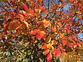2015-11-08 09 37 47 Crape Myrtle foliage during autumn along Old Ox Road (Virginia Secondary State Route 606) in Sterling, Virginia