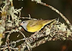 813 - Connecticut Warbler (6-6-2018) south county line road, Bayfield County, WI -04 (41937384324).jpg