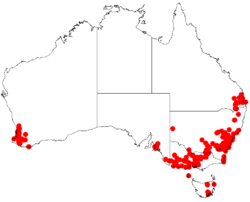 Distribución natural de Acacia decurrens.