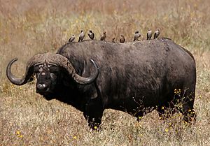 Archivo:African buffalo Syncerus caffer retouched
