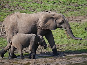 Archivo:African elephant, Dzanga Sangha, Central African Republic (18322370163)