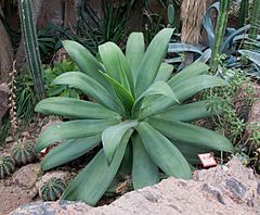 Archivo:Agave attenuata - Sundial House