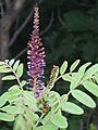 Amorpha fruticosa 05