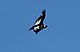 Andean Condor (Vultur gryphus) adult (15958958435).jpg