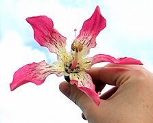 Balboa park flower closeup