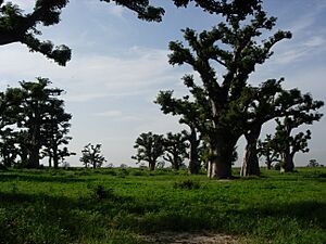 Archivo:Baobab forest senegal