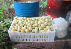 Berenjena blanca en Guinea Ecuatorial