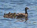 Black Duck female and ducklings