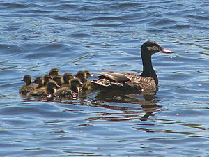 Archivo:Black Duck female and ducklings