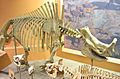 Brontotherium hatcheri