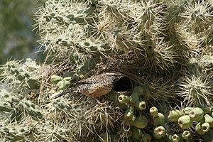 Archivo:Cactus Wren nesting 1